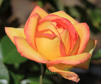 IMG_9609rose.jpg