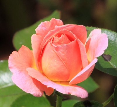 IMG_9737rose.jpg