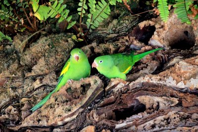 Canary-winged Parakeet (Brotogeris versicolurus)