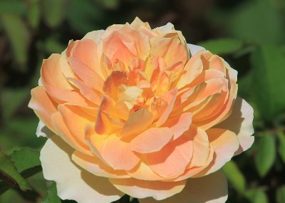 IMG_0190rose.jpg