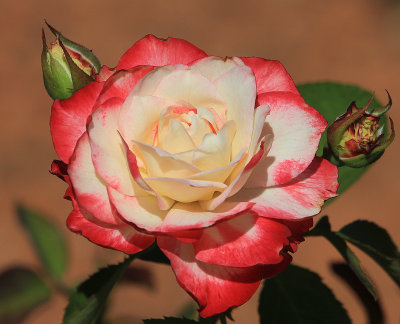 IMG_0193rose.jpg