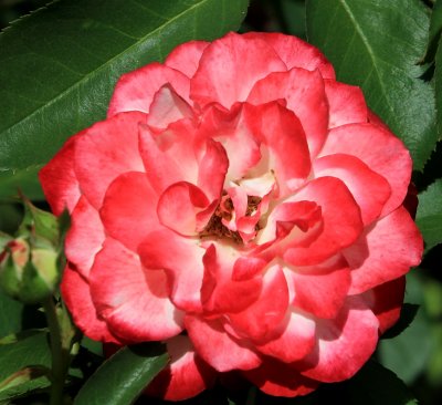 IMG_0201RROSE.JPG