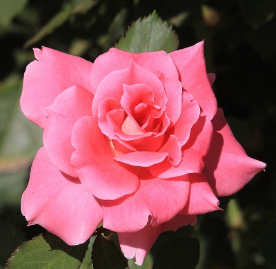 IMG_0213rosered.JPG