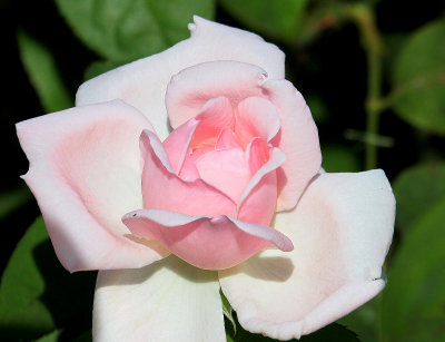 IMG_0204softpink.JPG