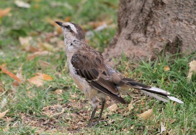 Chalk-browed Mockingbird