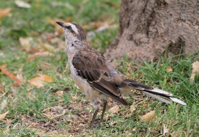 Chalk-browed Mockingbird