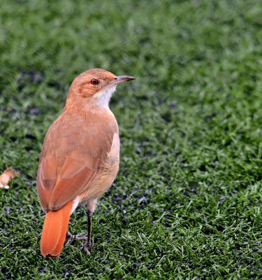 Rufous Hormero