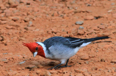 Red-crested Cardinal (Paroaria Coronata)