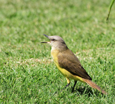 Cattle Tyrant (Machetornis rixosa)