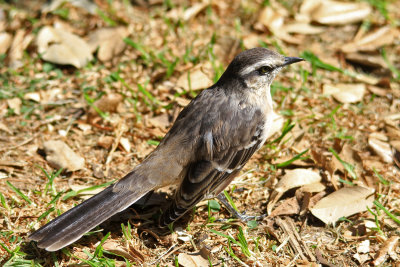 Chalk-browed Mockingbird