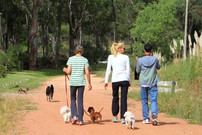 Walking The Dogs