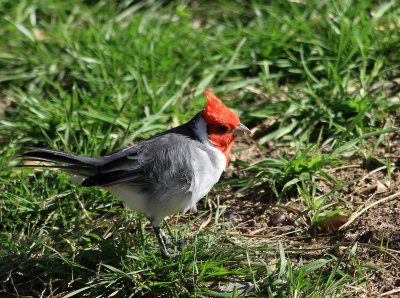 Red-crested Cardinal (Paroaria Coronata)