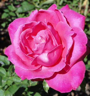 DSC04762rose.jpg