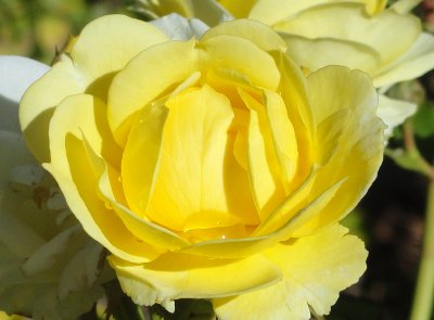 DSC04751yellow.jpg