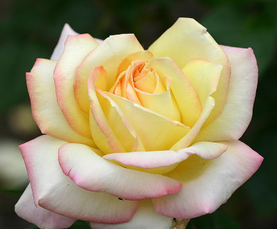 IMG_2252Rose.jpg
