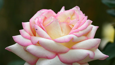 IMG_2249Rose.jpg