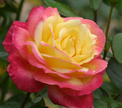 IMG_2248Rose.jpg