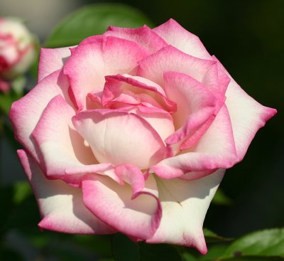 IMG_1654rose.jpg