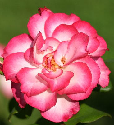 IMG_1675rose.jpg