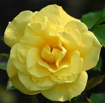 IMG_1687yelrose.jpg