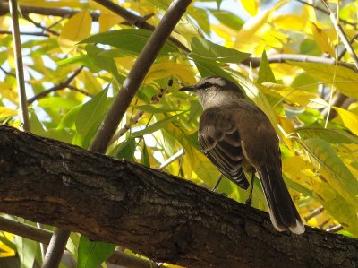 Chalk-browed Mockingbird