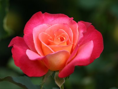 IMG_9204rose.jpg