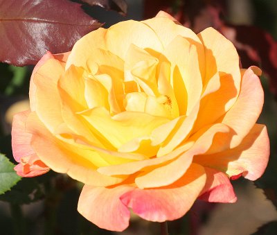 IMG_0789yrose.jpg
