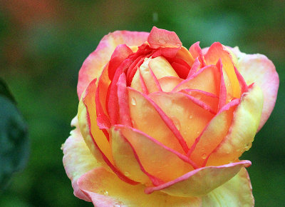 IMG_4518rose.jpg