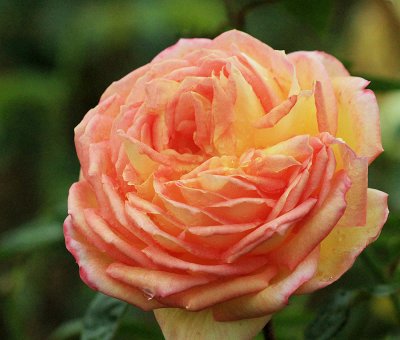 IMG_4521Rose.jpg