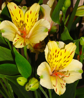  Alstroemeria (Peruvian Lily)