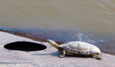 Turtle in Rio De La Plata