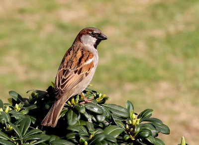 House Sparrow Male Breeding