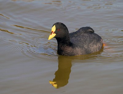 Red-Gartered Coot