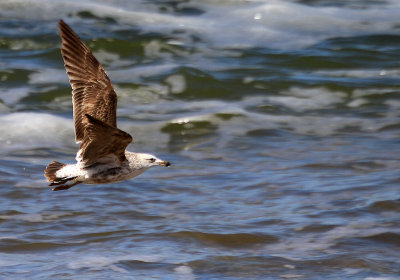 Olrog's Gull in Flight