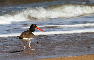 American Oyster Catcher