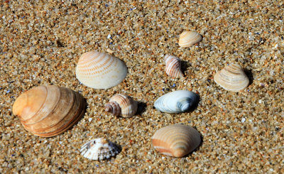 Sea  Shells