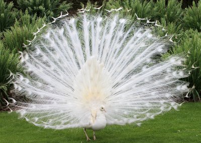 Peacock