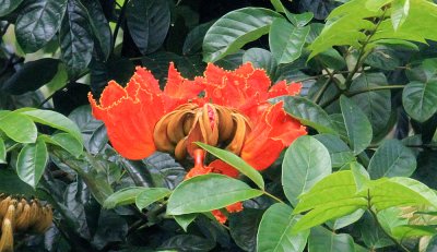 African tulip tree (Bignoniaceae)