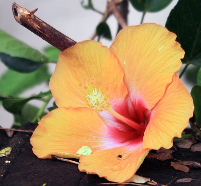 Hibiscus