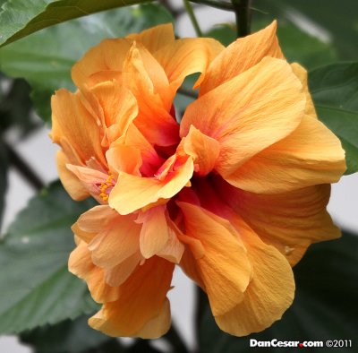 Double Hibiscus