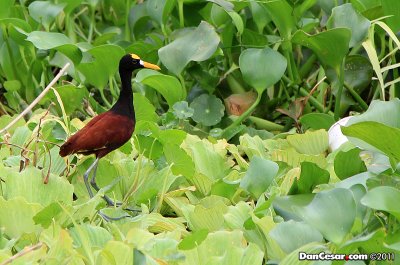 Northern Jacana (Jacana spinosa)