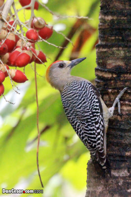 Golden Fronted Woodpecker