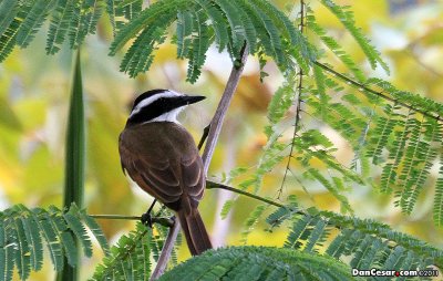 Great Kiskadee