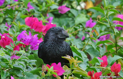 Groove-billed Ani