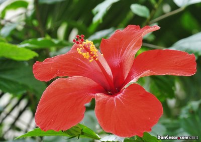 Hibiscus