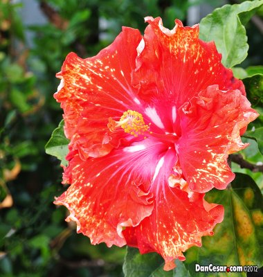 Hibiscus