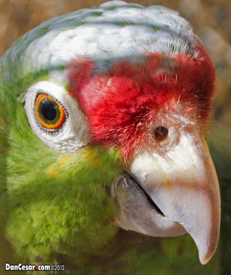 Panama Parrot