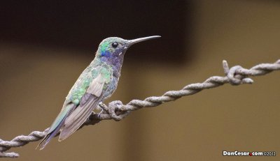 Hummingbird in El Carmen