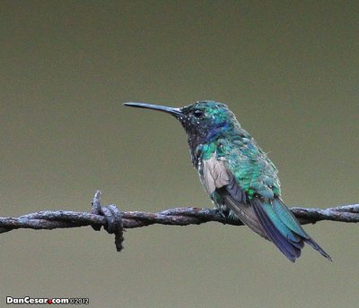 Hummingbird in El Carmen