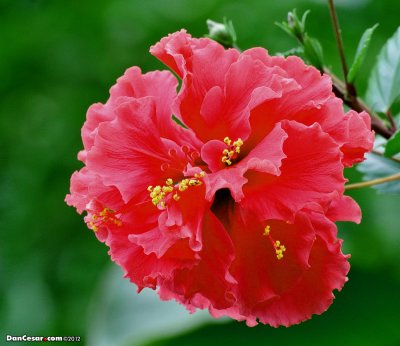 Hibiscus